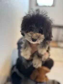 だんぼ 様のお迎えした子犬