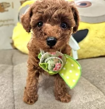 ミユキ 様のお迎えした子犬