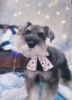 ぴろこ 様のお迎えした子犬