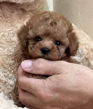 M.M 様のお迎えした子犬