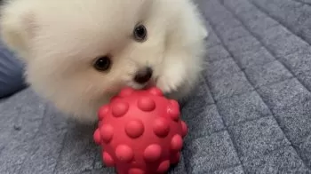 りまりま 様のお迎えした子犬