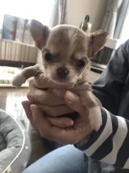 ゆーゆ 様のお迎えした子犬