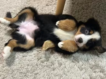 M.K 様のお迎えした子犬