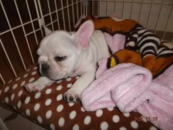 たきゆ 様のお迎えした子犬