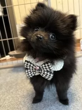 M.K 様のお迎えした子犬