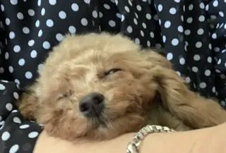 ルルのお母さん 様のお迎えした子犬