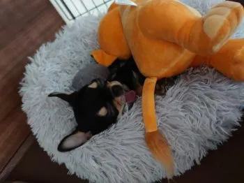 R.H 様のお迎えした子犬