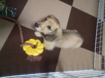 きなこ 様のお迎えした子犬