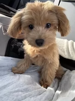 M.O 様のお迎えした子犬