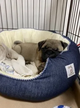 NH 様のお迎えした子犬