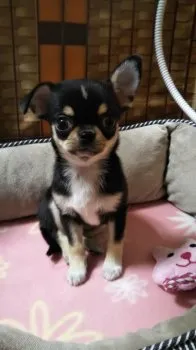 みみ 様のお迎えした子犬