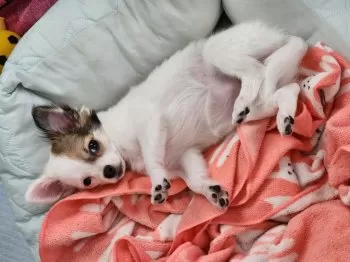 テテ 様のお迎えした子犬