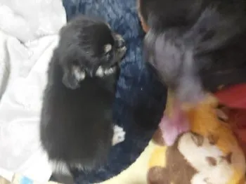 ソラ 様のお迎えした子犬
