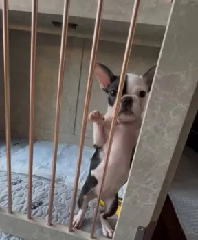 くまさん 様のお迎えした子犬