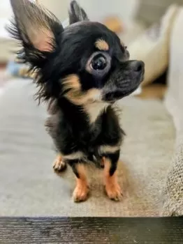 モリケン 様のお迎えした子犬