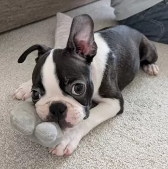 エルを 様のお迎えした子犬