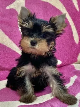 BeRaRu 様のお迎えした子犬