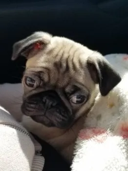 ローズパパ 様のお迎えした子犬