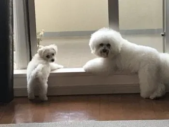 プーさん 様のお迎えした子犬