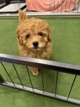 ヒロ 様のお迎えした子犬