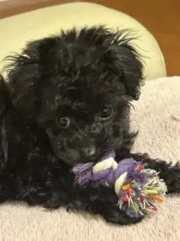 ERI 様のお迎えした子犬