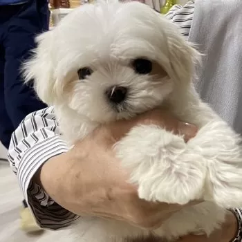 みさ 様のお迎えした子犬