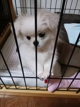 プリンちゃん 様のお迎えした子犬