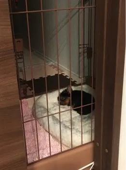 ひろ 様のお迎えした子犬