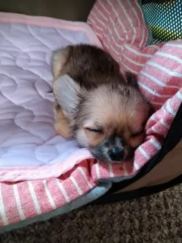 マイ 様のお迎えした子犬