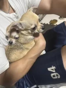 H.O 様のお迎えした子犬