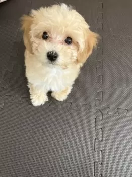 N 様のお迎えした子犬