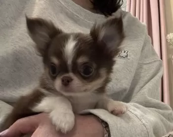 なつ 様のお迎えした子犬