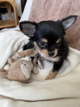 WATA 様のお迎えした子犬
