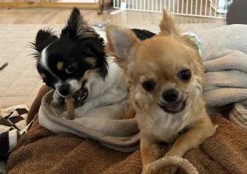 あんみつ 様のお迎えした子犬