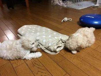 K 様のお迎えした子犬