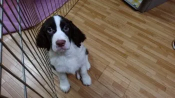 むつみ 様のお迎えした子犬