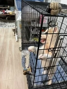 samokumora 様のお迎えした子犬