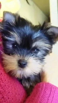 komiyu 様のお迎えした子犬