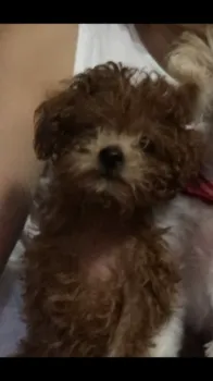 キキ 様のお迎えした子犬