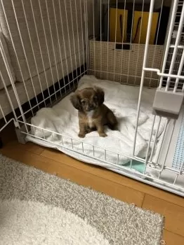 ケンモカ 様のお迎えした子犬