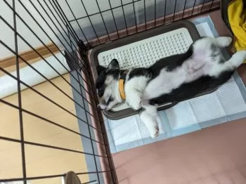 M.S 様のお迎えした子犬