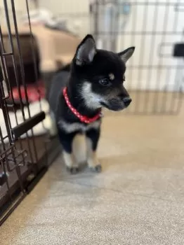 ほたる 様のお迎えした子犬