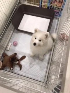 ひろちん 様のお迎えした子犬