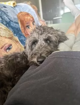 サムゲタン 様のお迎えした子犬