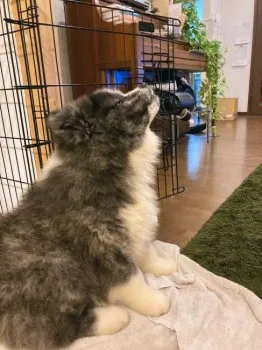 M.N 様のお迎えした子犬