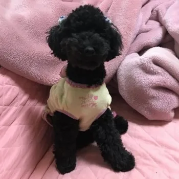 Rumiっち 様のお迎えした子犬