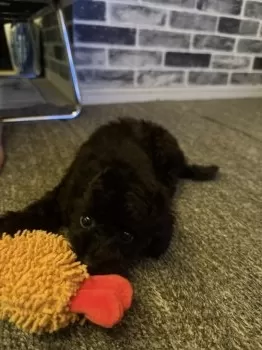 M 様のお迎えした子犬