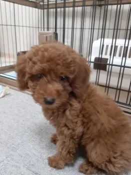 ニャー 様のお迎えした子犬