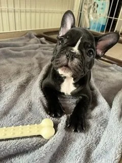 M.K 様のお迎えした子犬