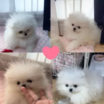 M&R 様のお迎えした子犬